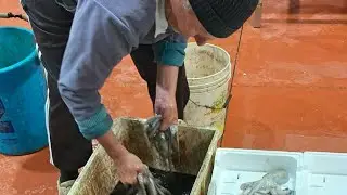 Il pescato del Mediterraneo.polpi,Gamberone, Caponi,Totani, Ricciola, Rana Pescatrice &egrave; tanto altro.