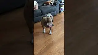 Pit bull Reverse sneezing