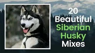 20 Different Beautiful Siberian Husky Mixes ❤ Everybody Love