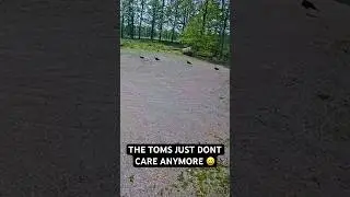 Turkeys walking right through the driveway up at the cabin! #turkey #wisconsin #hunting #dumb