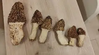 Identifica la exquisita colmenilla de choperas. Morchella esculenta
