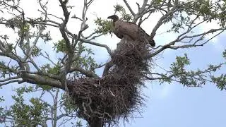 Huge White-backed Vultures at their nest