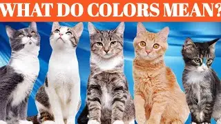 What Your Cat's Coat Color Reveals About Their Health and Personality