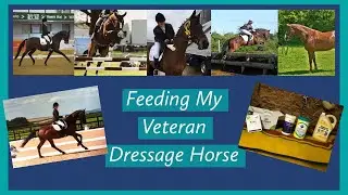 Feeding My Veteran Dressage Horse | Horse Feed & Supplements