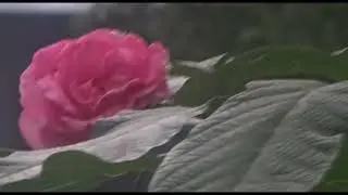 [274e] Violin and Piano (Rose und Blatt) by Gerald Spitzner