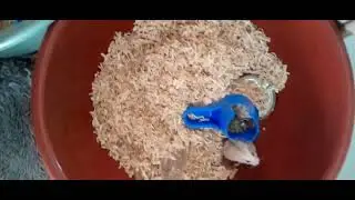 Kerumah temen yang kata hamsterya banyak Tapi jadi dikit karna Dibag-bagi !
