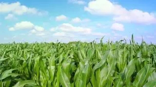 Julius Mugwagwa - Agro-biotechnology and Food Security