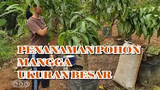 CARA TANAM POHON MANGGA UKURAN BESAR .PERTUMBUHAN BAGUS