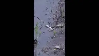 Catfish thief in my pond!