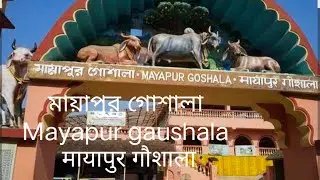 मायापुर गौशाला মায়াপুর গোশালা Mayapur gaushala