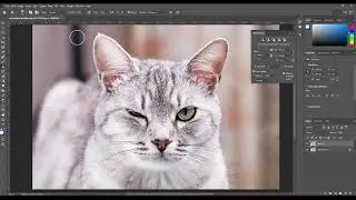 Make cat eye by photoshop 2023 | edit | photoshop | #photoshop | #edit