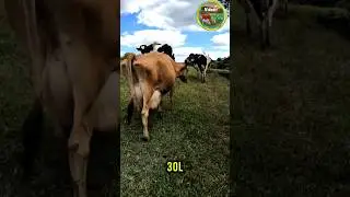 &iquest;Cu&aacute;ntos litros de LECHE PRODUCE UNA VACA AL D&Iacute;A? Vacas lecheras #campo #rural #ganaderia #ganaderos