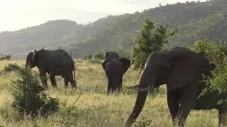 Kruger Sighting - Elephant Herd Grazing in the Late Afternoon