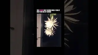 This Rare Flower Blooms Only at Night and Dies by Morning!