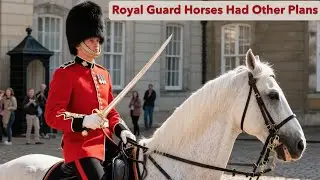 Tourists Thought They Could Mess Around &mdash; The Royal Guard Horses Had Other Plans | Emotional Stories