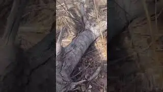 Blazing a trail at Jail Trail (Cottonwood Az)