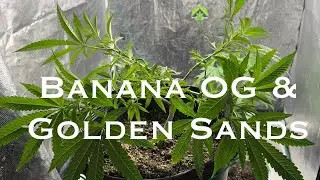 Banana OG и Golden Sands &mdash; Humboldt: LST, с мягкими трюками, недорого, легко настраиваемо #growhack
