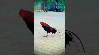 #rooster #birds #aseel #aseelpair #aseelpair #aseelmurga #allpetloversaseel