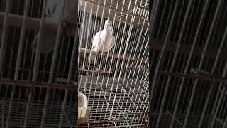 Dove dancing to Linkin Park hit the floor