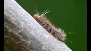 Carales astur - Arctiidae