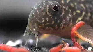 A Strange Feeding Behavior In The Corydoras Catfish