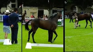 RDS Dublin Horse Show Thoroughbed Stallion Class 2015 Croker Cup