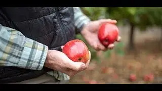 Giant Stories: Honeycrisp Apples - Full Version