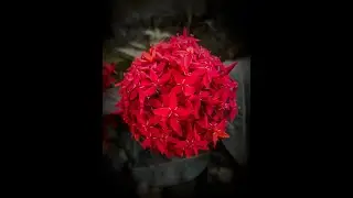 🔥🔥Ixoroideae🔥🔥