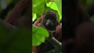 Moments with a Red Howler Monkey #amazonrainforest #wildlife #documentary #monkey #nature