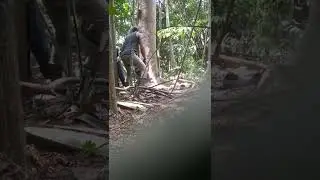 pohon jejeng