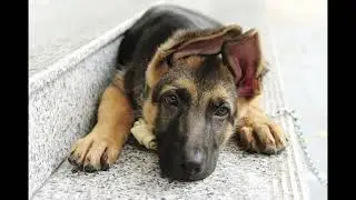 German Shepherd: Male and Female Dog Names
