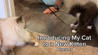 Introducing My Cat to a New Kitten - Phase 3