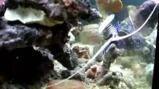 Eel vs Painted Cray