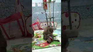 Sam boy taking care of monkey baby Bob is so cute #shorts