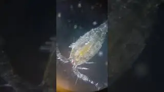 Cyclops / What Does It Look Like