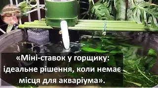 Міні-ставок у горщику: ідеальне рішення, коли немає місця для акваріума.