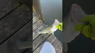 62 Murray Cod on cheese #catchbigfish #fishingtechniques #fishing #murraycod