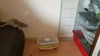 Rat is jumping like Carl Lewis