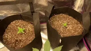 UPDATE-4x4 Spider Farmer grow tent with SF4000, auto super lemon haze seedlings and auto white widow