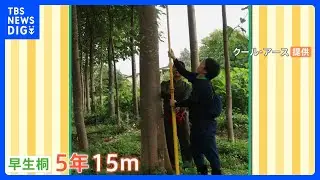 植樹が世界を救う！？5年で15mにまで成長する「早生桐」が大注目！｜TBS&nbsp;NEWS&nbsp;DIG