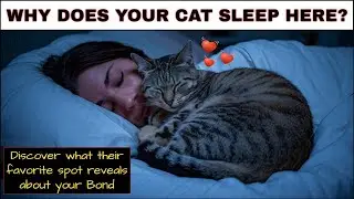 Why Your Cat Chooses to Sleep with You: What Their Favorite Sleep Spot Says About Your Bond