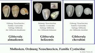 Mollusken, Ordnung Neuschnecken, Familie Cystiscidae gibberula mollusca cherubini Cystiscus beqae