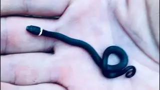 &ldquo;Skulls, Antlers, Critters & Artifacts, Arrowhead Hunting North Georgia&rdquo; 🦌🏹🐍🐢