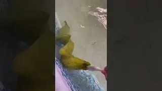 Кормлю с рук свою ОГРОМНУЮ зеленую мурену!!