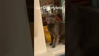 Cat-Dog Hybrid 🤣🐕🐈 #shorts