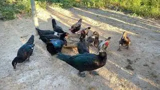 Survival Skills: Ease of raising ducks #geese #duck #birds #ducklife #wildlife #nature #duckfarm 