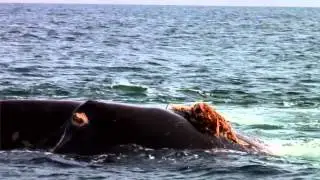 Save the North Atlantic Right Whale (Full) | Whale and Dolphin Conservation