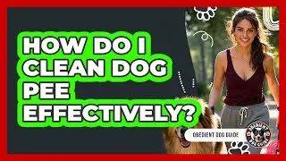 How Do I Clean Dog Pee Effectively? - Obedient Dog Guide