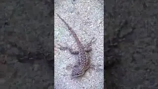 Silly little lizard #baby #lizard #adorable