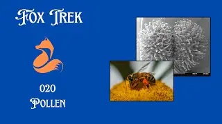 020 Pollen